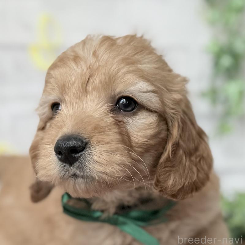 販売中の埼玉県のゴールデンドゥードル:ゴールデンレトリーバー×プードル-448683の8枚目