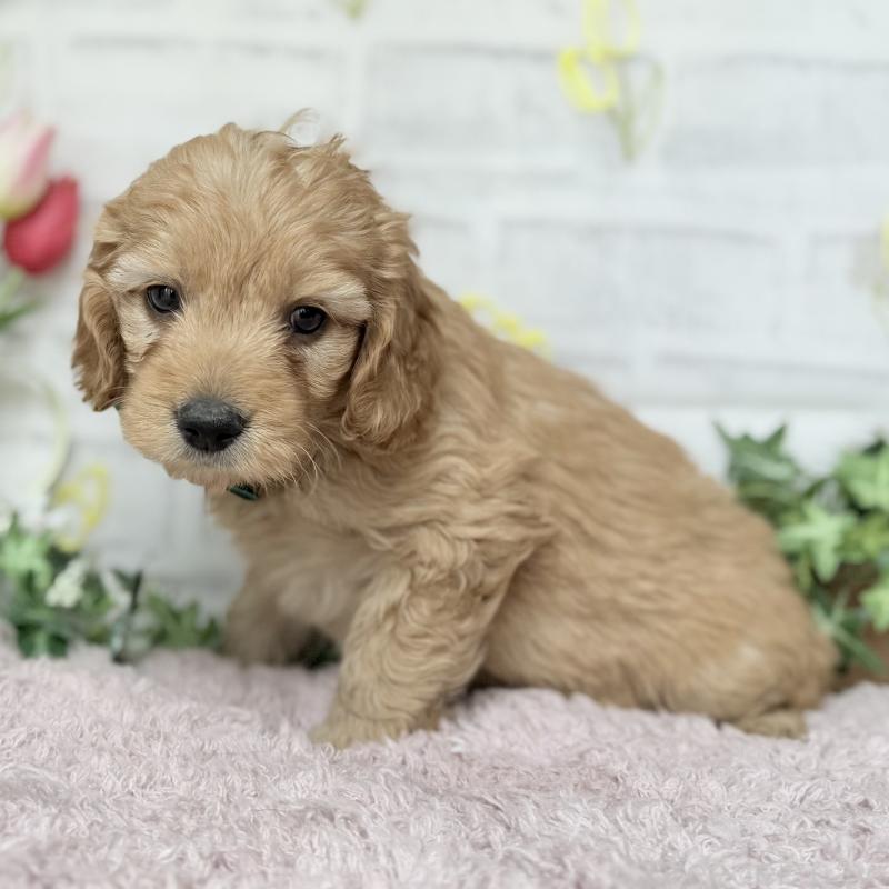 販売中の埼玉県のゴールデンドゥードル:ゴールデンレトリーバー×プードル-448683の6枚目