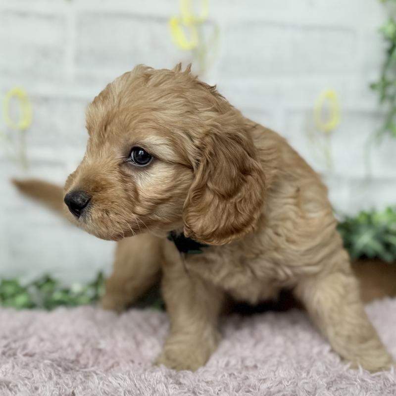 販売中の埼玉県のゴールデンドゥードル:ゴールデンレトリーバー×プードル-448683の5枚目