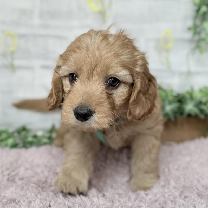 販売中の埼玉県のゴールデンドゥードル:ゴールデンレトリーバー×プードル-448683の4枚目