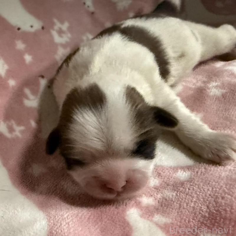 販売中の長野県のシーズー-448682の2枚目