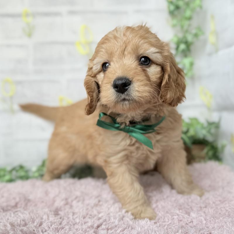 販売中の埼玉県のゴールデンドゥードル:ゴールデンレトリーバー×プードル-448683の3枚目