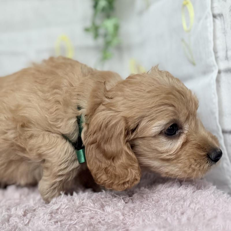 販売中の埼玉県のゴールデンドゥードル:ゴールデンレトリーバー×プードル-448683の2枚目