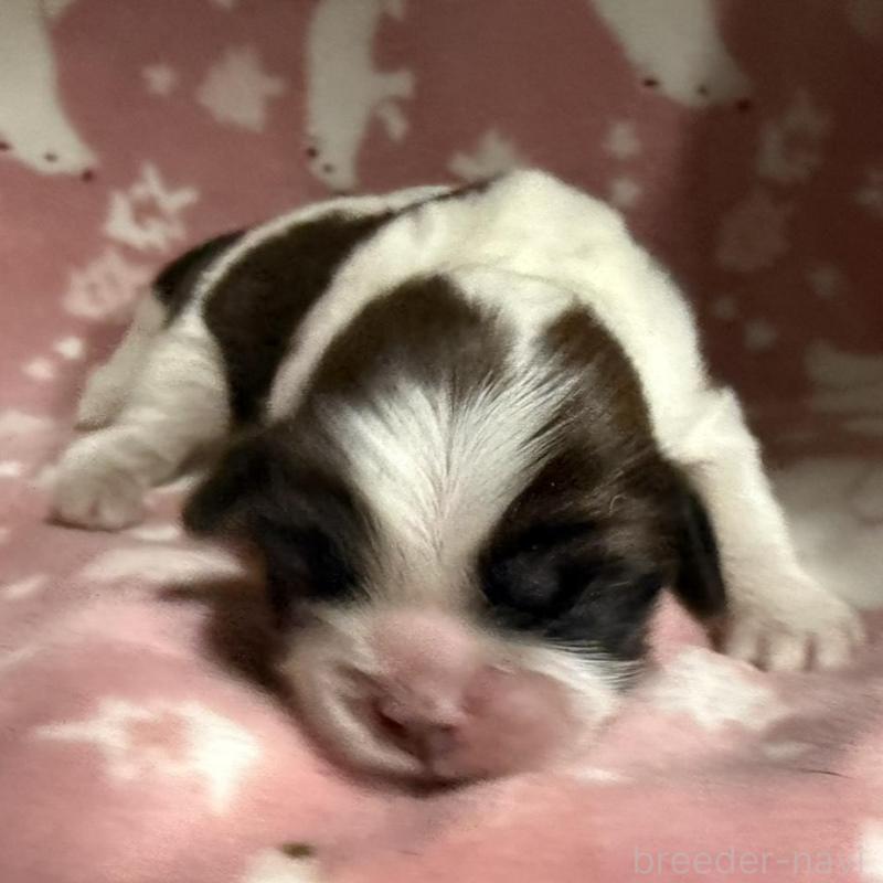 販売中の長野県のシーズー-448684の4枚目