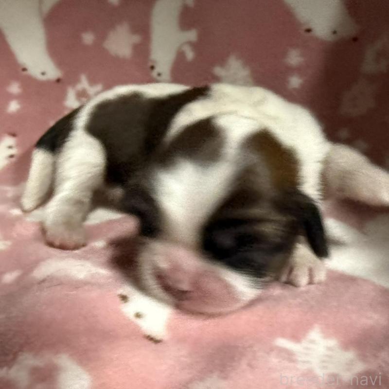 販売中の長野県のシーズー-448684の3枚目