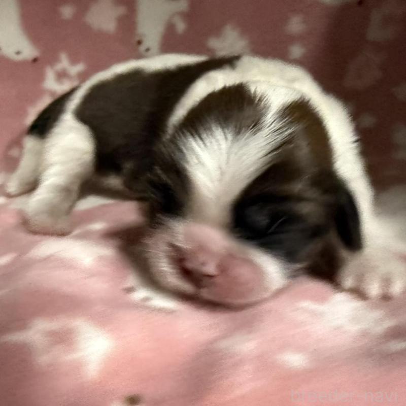 販売中の長野県のシーズー-448684の1枚目