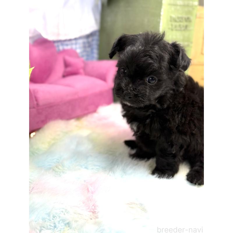 販売中の宮崎県のチワプー:チワワ×トイプードル-448686の8枚目