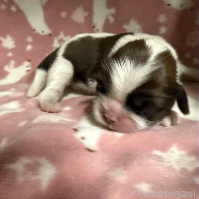 販売中の長野県のシーズー-448684の2枚目