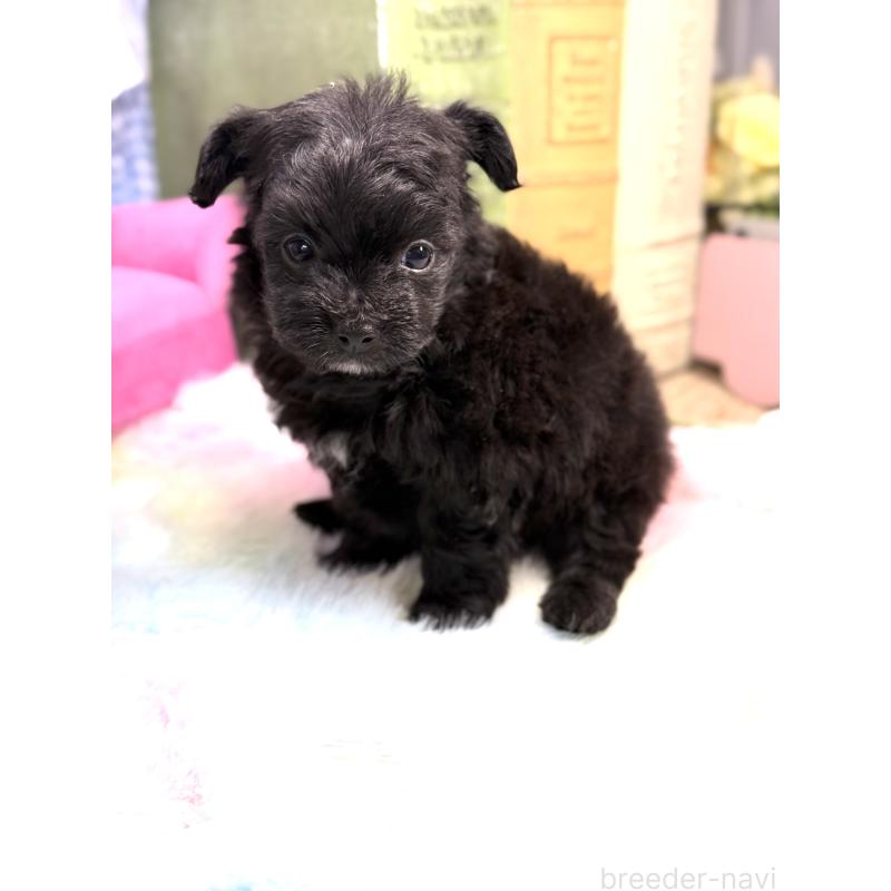 販売中の宮崎県のチワプー:チワワ×トイプードル-448686の7枚目