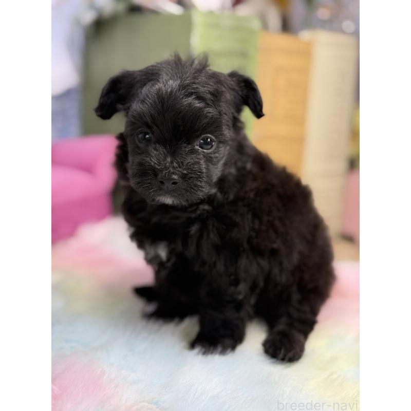 販売中の宮崎県のチワプー:チワワ×トイプードル-448686の6枚目