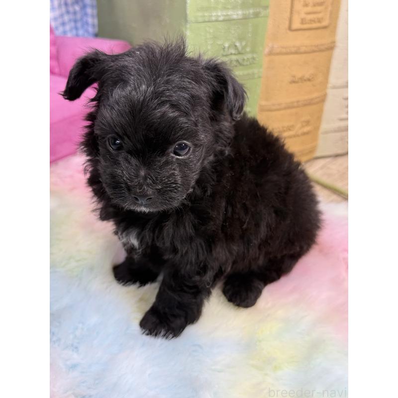 販売中の宮崎県のチワプー:チワワ×トイプードル-448686の5枚目