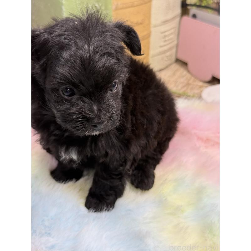 販売中の宮崎県のチワプー:チワワ×トイプードル-448686の4枚目