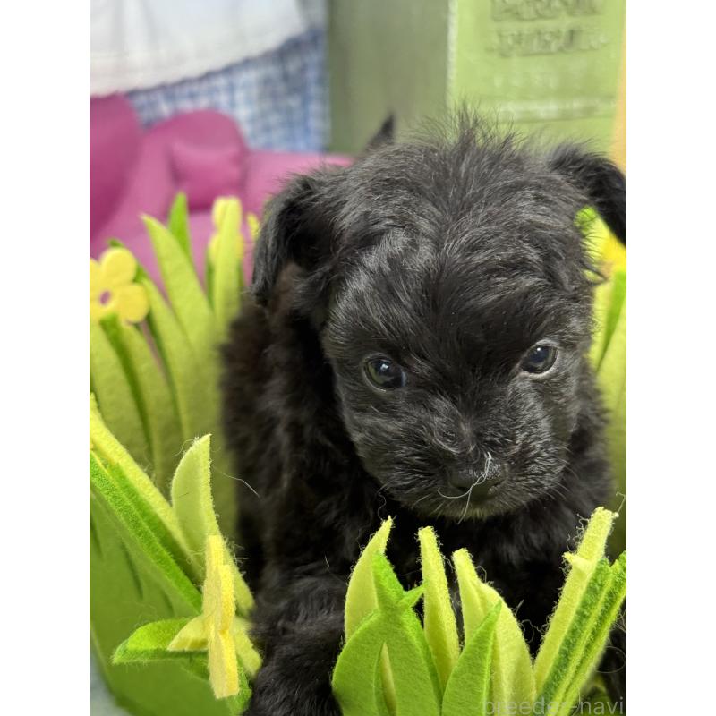 販売中の宮崎県のチワプー:チワワ×トイプードル-448686の3枚目