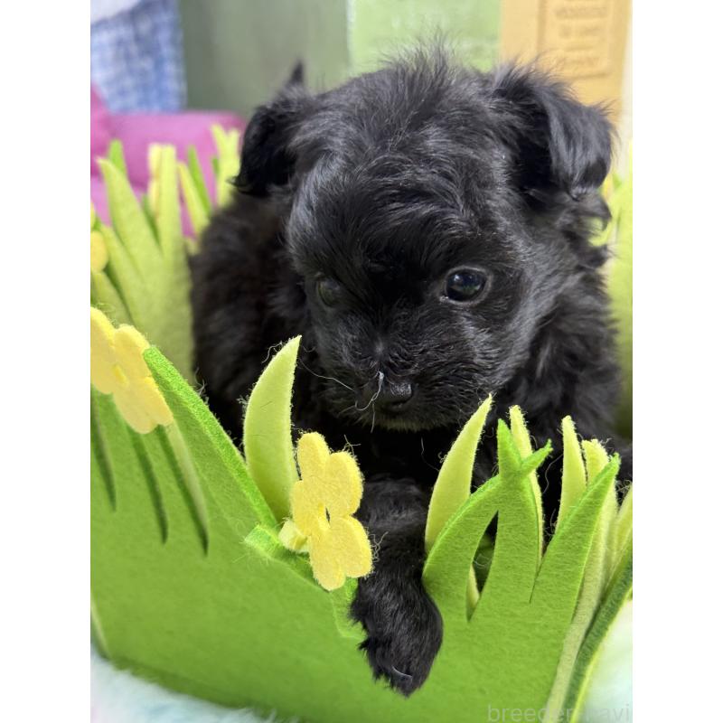 販売中の宮崎県のチワプー:チワワ×トイプードル-448686の2枚目