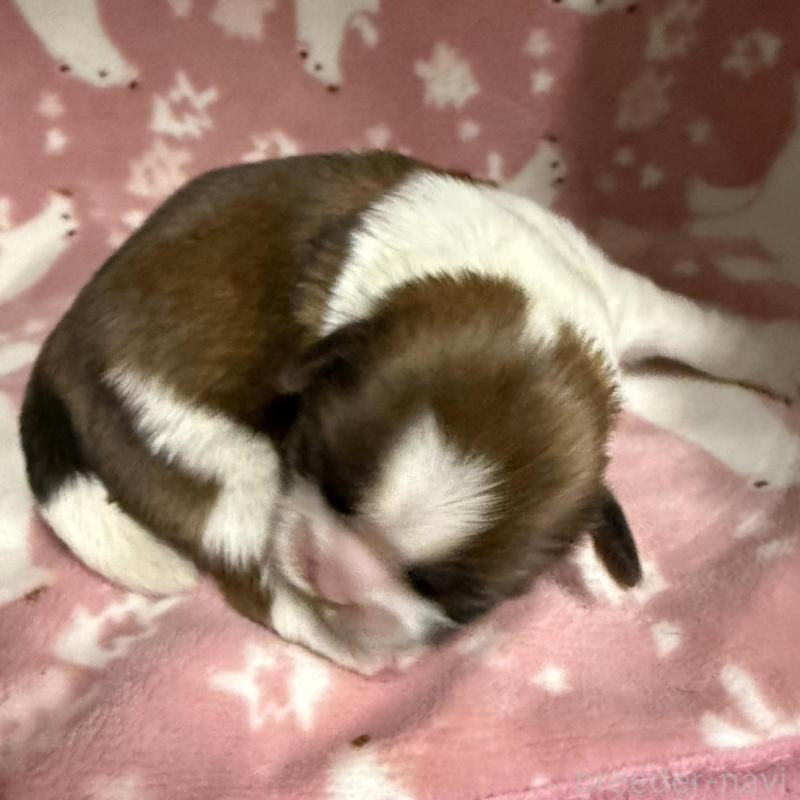 販売中の長野県のシーズー-448685の5枚目