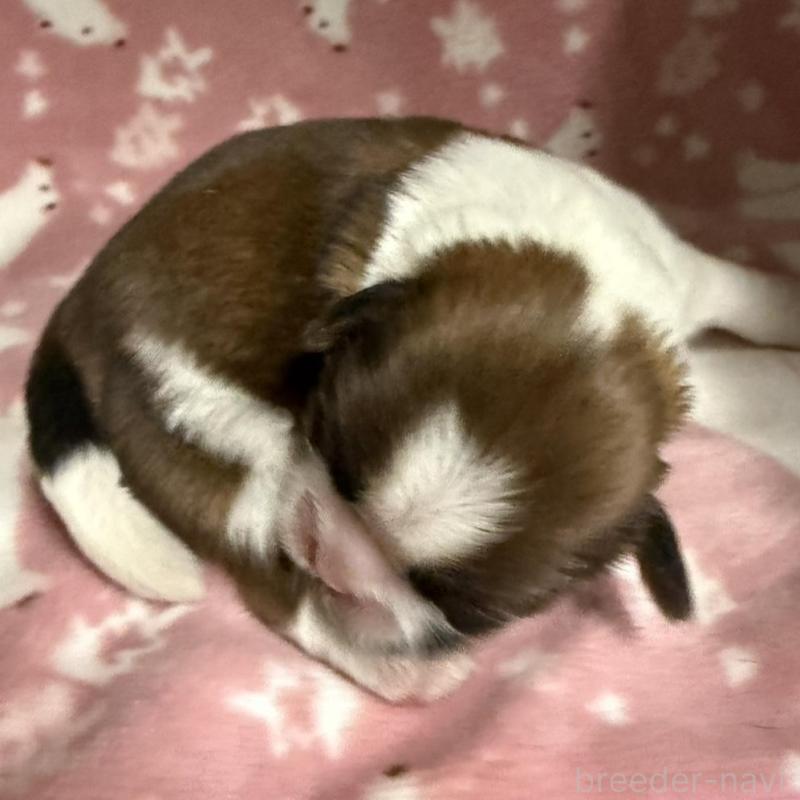 販売中の長野県のシーズー-448685の4枚目