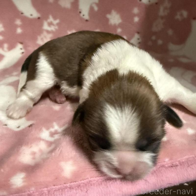 販売中の長野県のシーズー-448685の3枚目