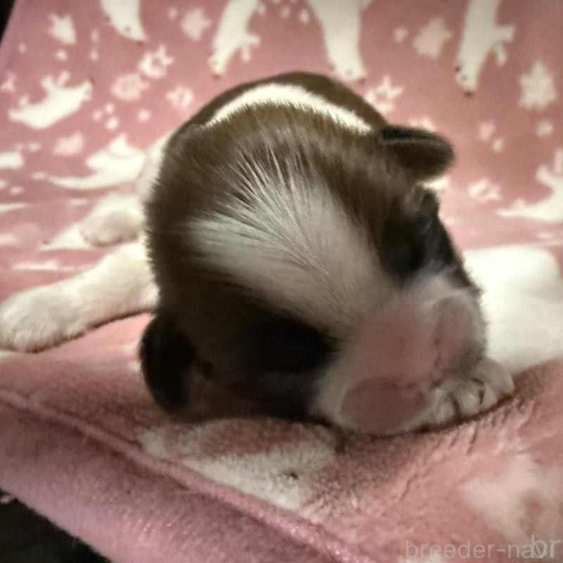 販売中の長野県のシーズー-448685の2枚目