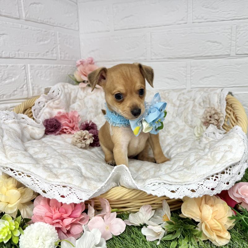 販売中の愛知県のミックス犬-440837の7枚目