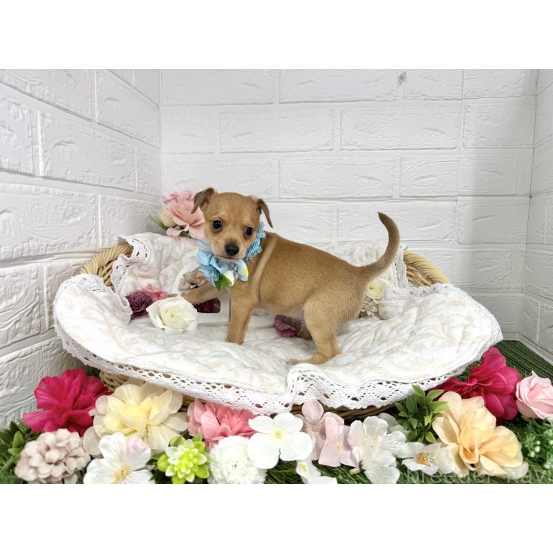 販売中の愛知県のミックス犬-440837の6枚目