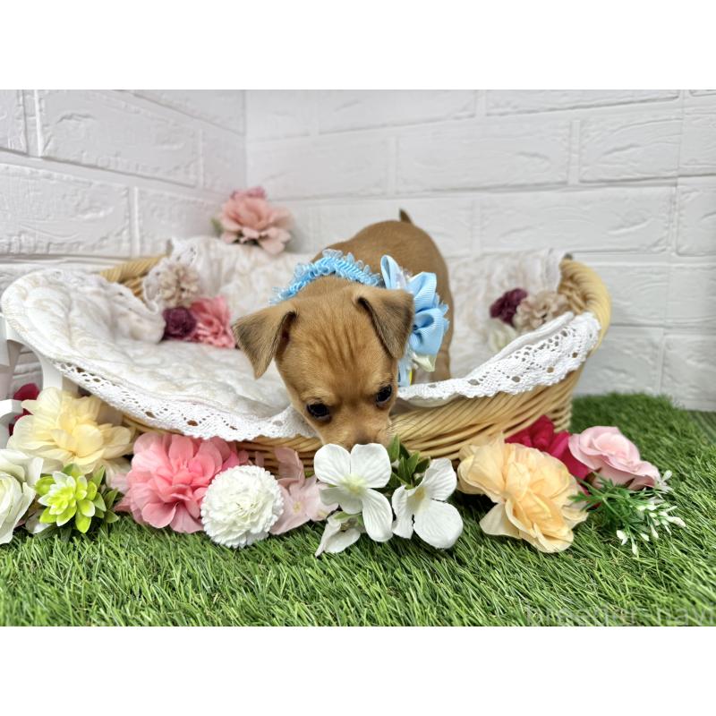 販売中の愛知県のミックス犬-440837の5枚目