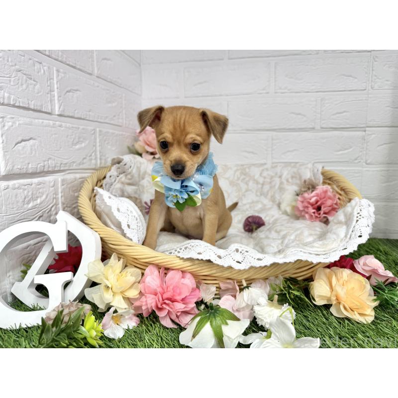 販売中の愛知県のミックス犬-440837の4枚目