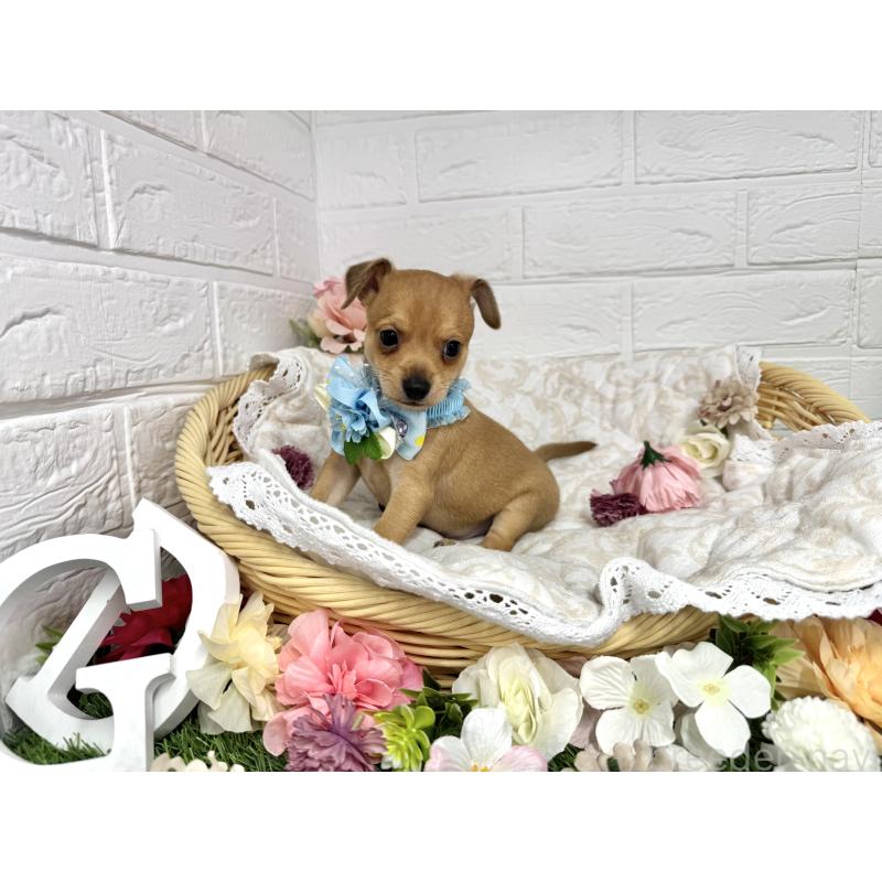 販売中の愛知県のミックス犬-440837の3枚目