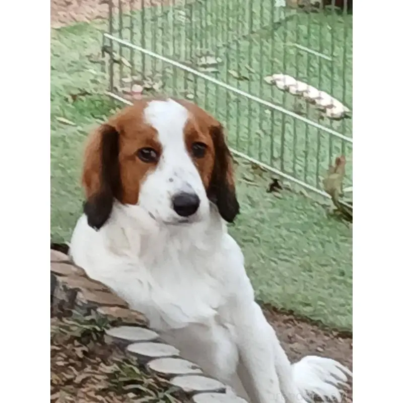 販売中の福岡県のコーイケルホンディエ-448687の1枚目