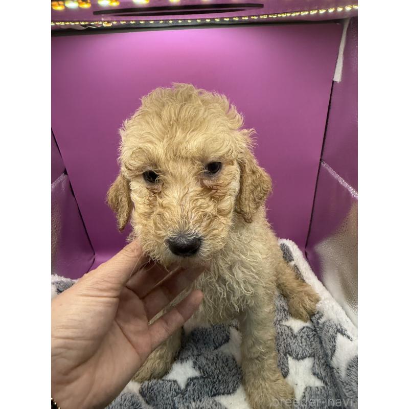 販売中の長野県のゴールデンドゥードル:ゴールデンレトリーバー×プードル-448688の6枚目