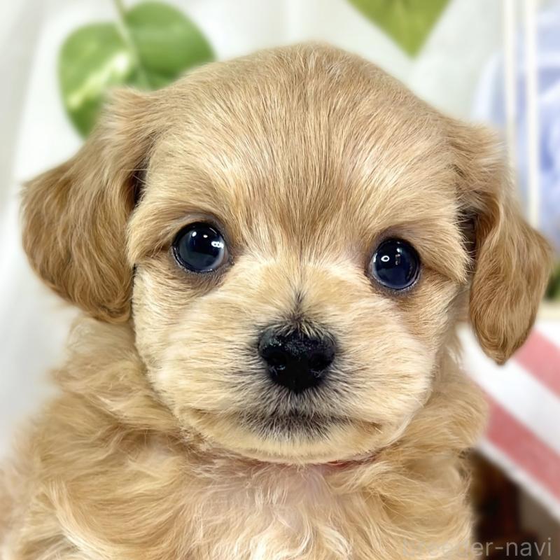 販売中の滋賀県のチワプー:チワワ×トイプードル-448690の1枚目