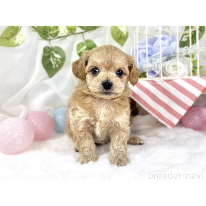 販売中の滋賀県のチワプー:チワワ×トイプードル-448690の4枚目