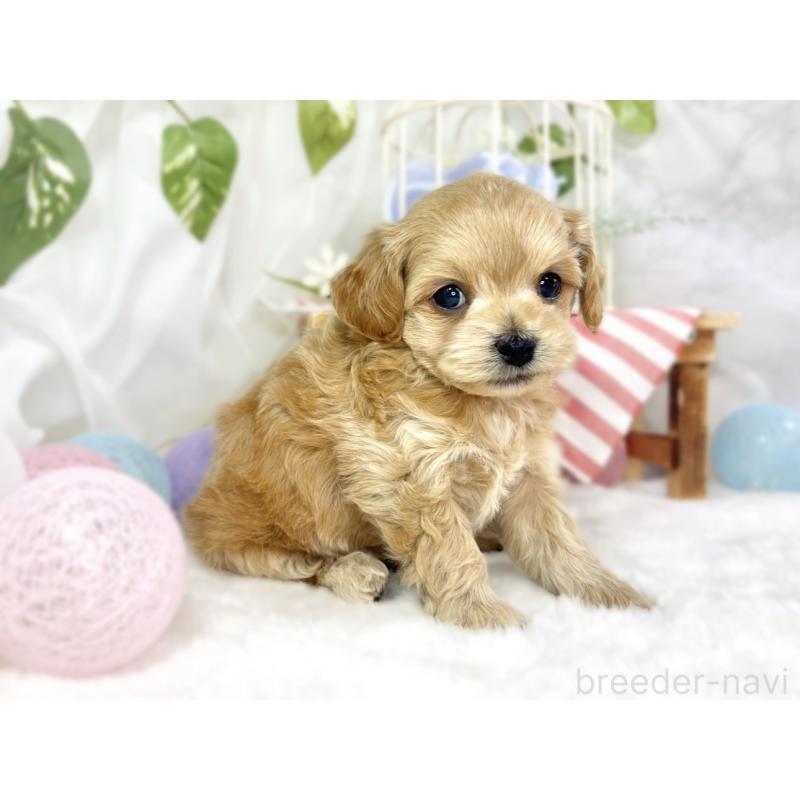 販売中の滋賀県のチワプー:チワワ×トイプードル-448690の2枚目