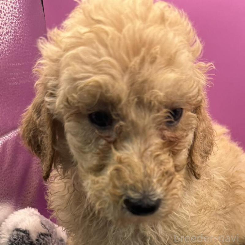 販売中の長野県のゴールデンドゥードル:ゴールデンレトリーバー×プードル-448688の4枚目