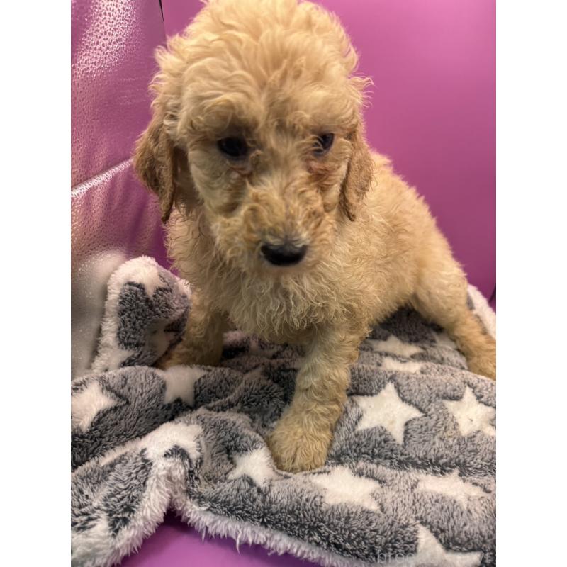 販売中の長野県のゴールデンドゥードル:ゴールデンレトリーバー×プードル-448688の3枚目