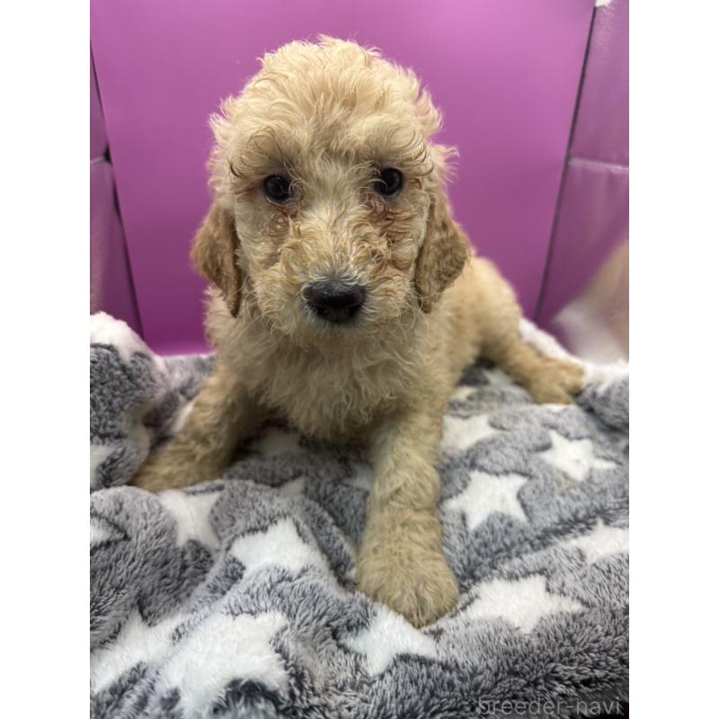 販売中の長野県のゴールデンドゥードル:ゴールデンレトリーバー×プードル-448688の2枚目