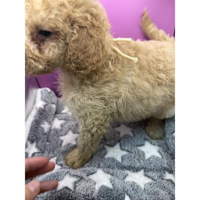 販売中の長野県のゴールデンドゥードル:ゴールデンレトリーバー×プードル-448689の8枚目