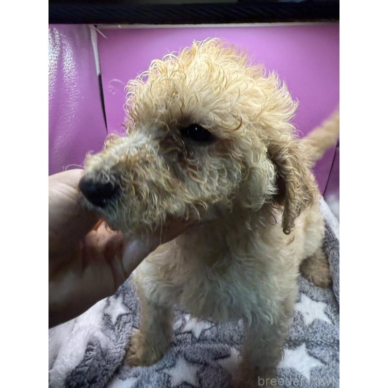 販売中の長野県のゴールデンドゥードル:ゴールデンレトリーバー×プードル-448689の7枚目