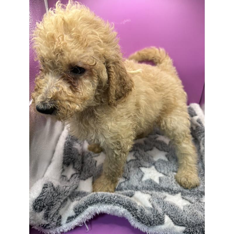 販売中の長野県のゴールデンドゥードル:ゴールデンレトリーバー×プードル-448689の6枚目