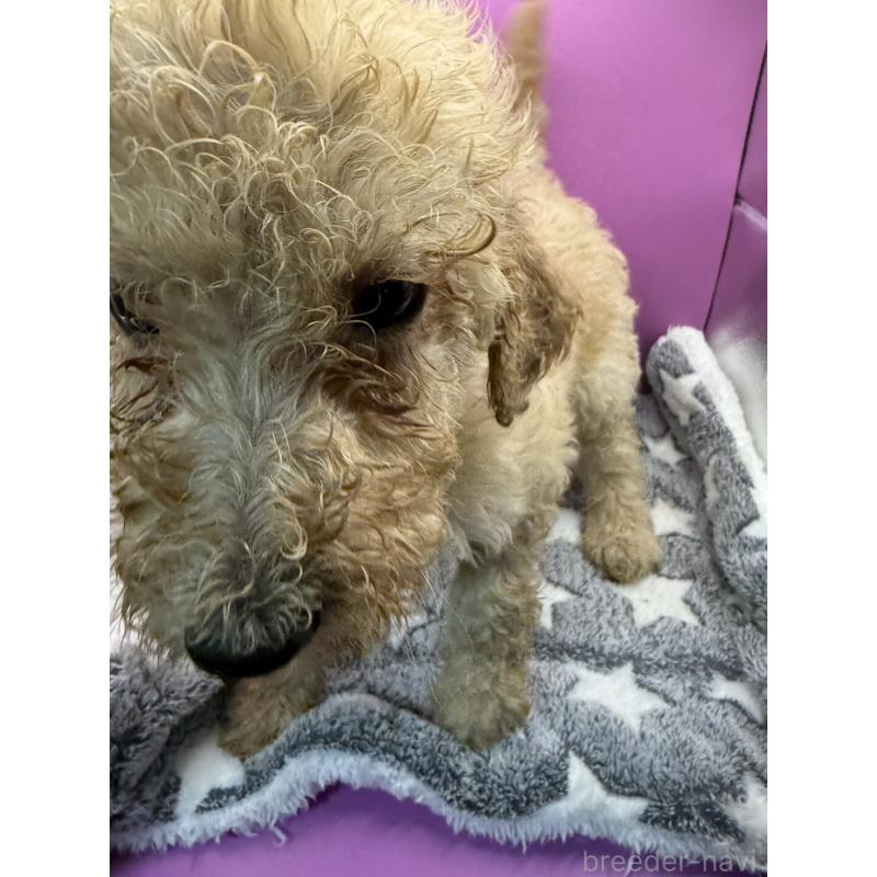 販売中の長野県のゴールデンドゥードル:ゴールデンレトリーバー×プードル-448689の5枚目