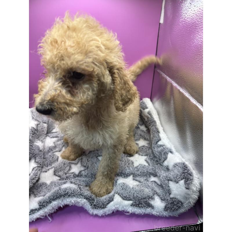 販売中の長野県のゴールデンドゥードル:ゴールデンレトリーバー×プードル-448689の4枚目