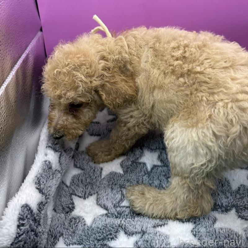 販売中の長野県のゴールデンドゥードル:ゴールデンレトリーバー×プードル-448689の3枚目