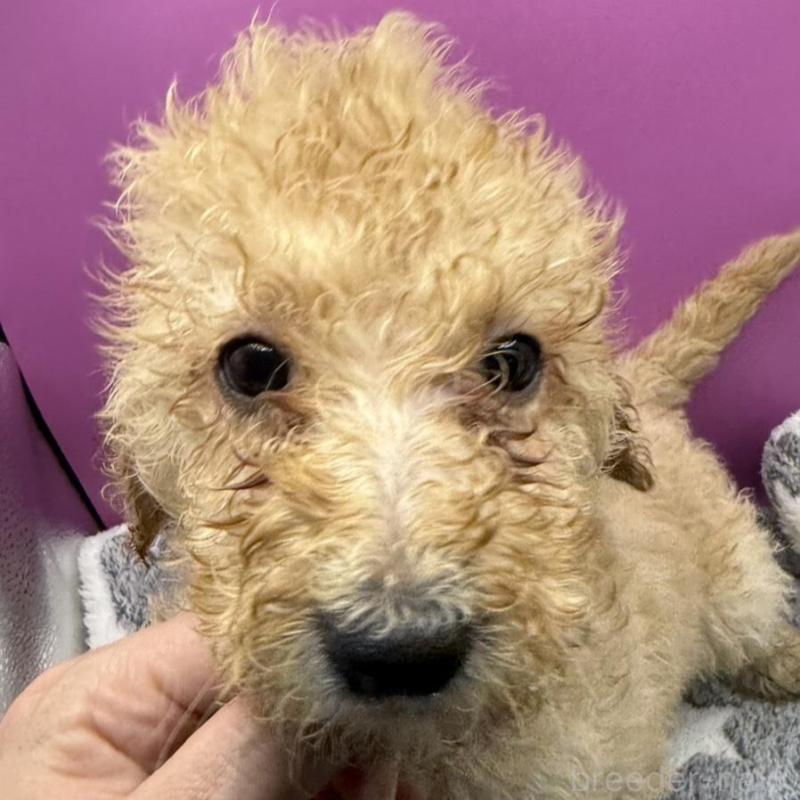 販売中の長野県のゴールデンドゥードル:ゴールデンレトリーバー×プードル-448689の1枚目