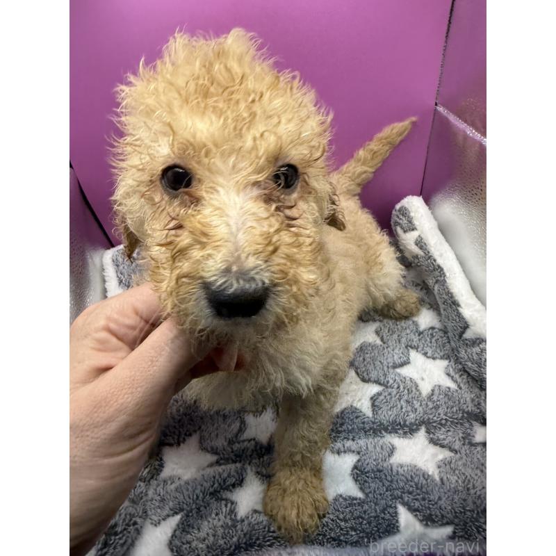 販売中の長野県のゴールデンドゥードル:ゴールデンレトリーバー×プードル-448689の2枚目