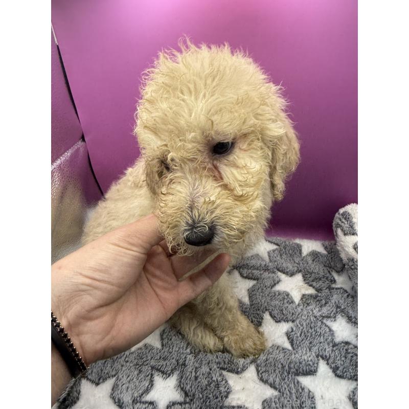 販売中の長野県のゴールデンドゥードル:ゴールデンレトリーバー×プードル-448693の5枚目