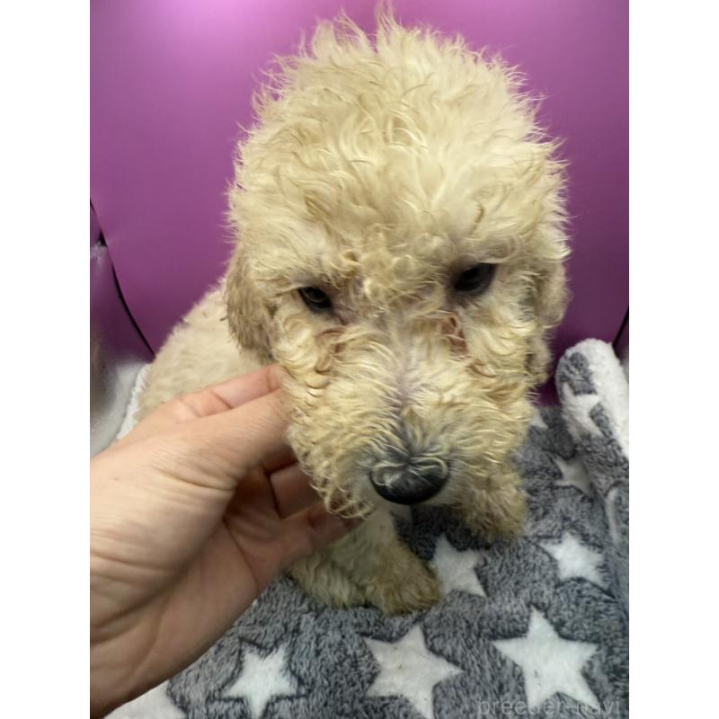 販売中の長野県のゴールデンドゥードル:ゴールデンレトリーバー×プードル-448693の3枚目