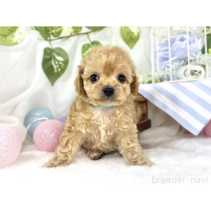 販売中の滋賀県のチワプー:チワワ×トイプードル-448691の4枚目