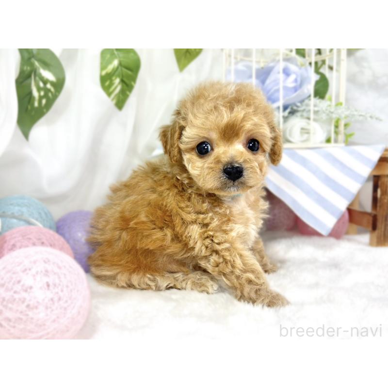 販売中の滋賀県のチワプー:チワワ×トイプードル-448691の3枚目