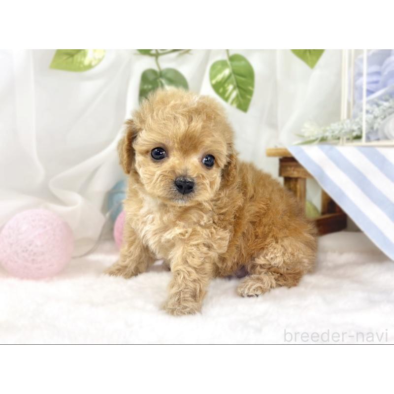 販売中の滋賀県のチワプー:チワワ×トイプードル-448691の2枚目