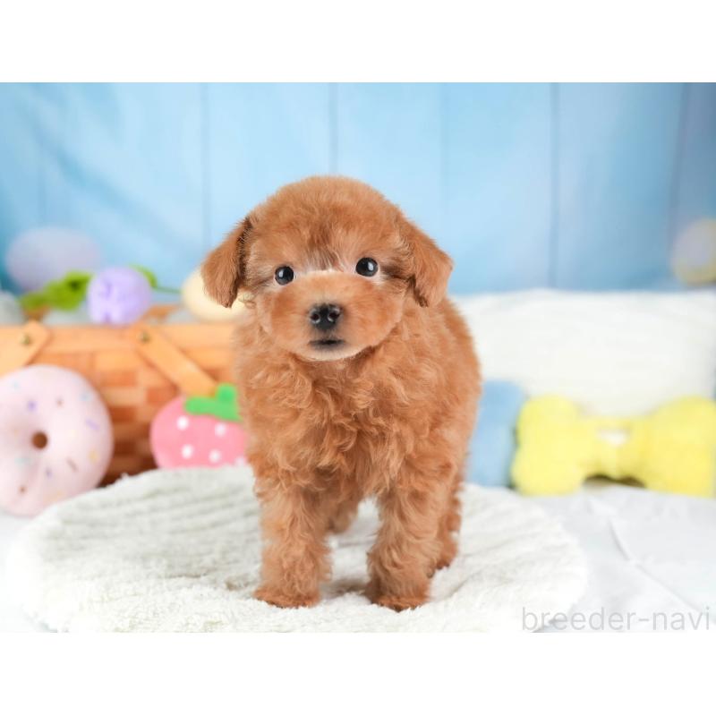 販売中の埼玉県のティーカッププードル-448701の16枚目