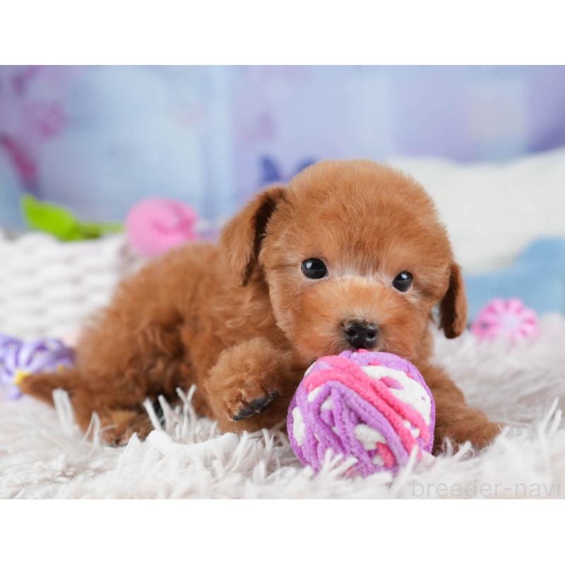 販売中の埼玉県のティーカッププードル-448701の15枚目